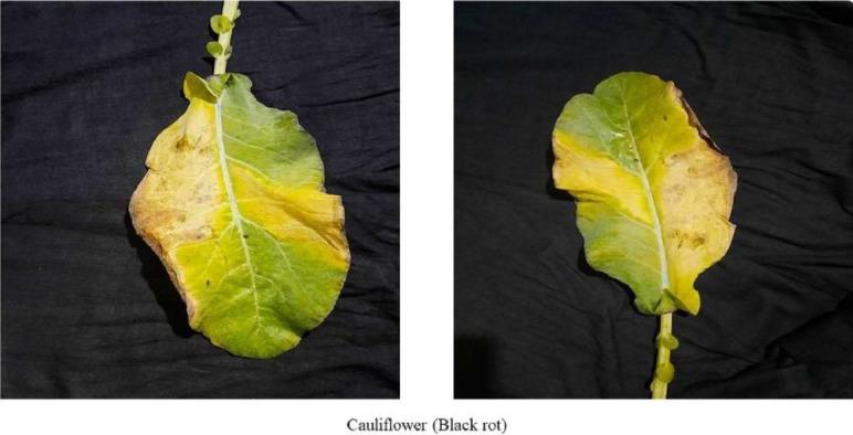 https://cdn.ncbi.nlm.nih.gov/pmc/blobs/e74d/11363486/f4653bce7c28/gr9.jpg