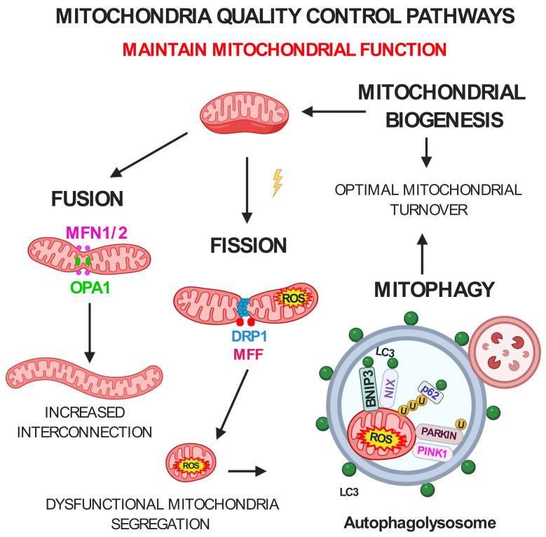 https://cdn.ncbi.nlm.nih.gov/pmc/blobs/e74f/7796142/f77c47271a1a/ijms-22-00091-g001.jpg