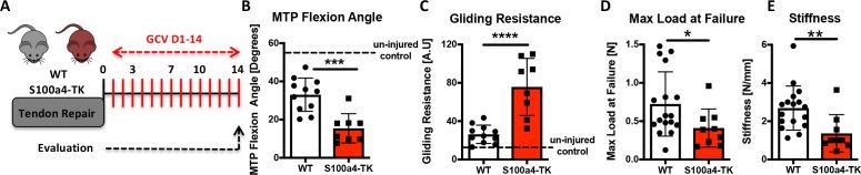 https://cdn.ncbi.nlm.nih.gov/pmc/blobs/e750/6546390/0b7f7f47d97b/elife-45342-fig7.jpg