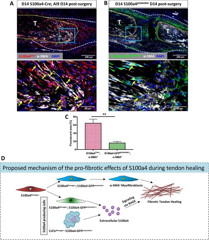 https://cdn.ncbi.nlm.nih.gov/pmc/blobs/e750/6546390/4015d79a2554/elife-45342-fig8.jpg