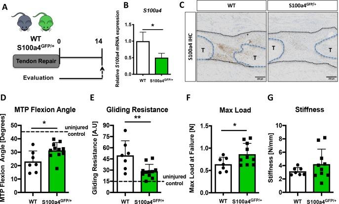 https://cdn.ncbi.nlm.nih.gov/pmc/blobs/e750/6546390/45274e1a5b2f/elife-45342-fig2.jpg