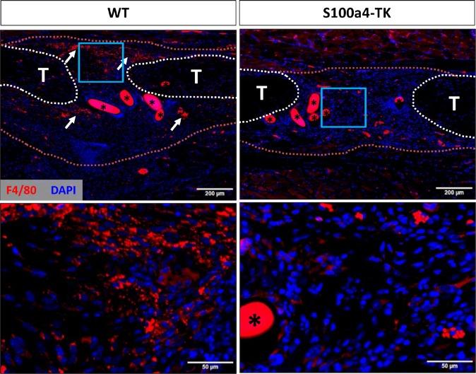 https://cdn.ncbi.nlm.nih.gov/pmc/blobs/e750/6546390/4c1b7893af4d/elife-45342-fig6-figsupp3.jpg