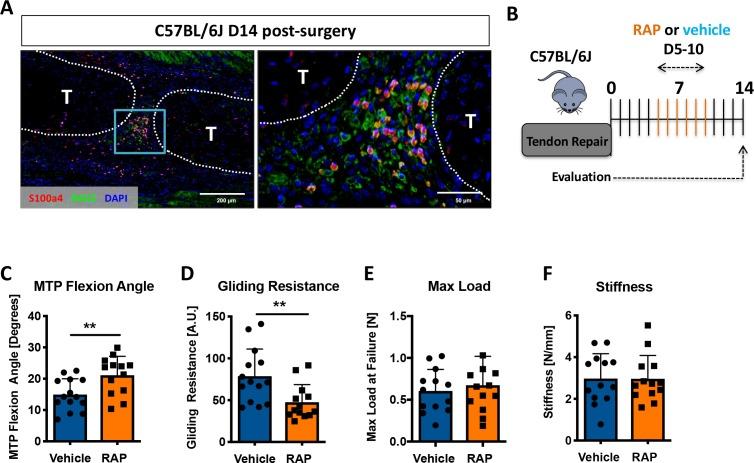 https://cdn.ncbi.nlm.nih.gov/pmc/blobs/e750/6546390/65ba9717ac8e/elife-45342-fig5.jpg