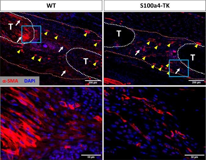 https://cdn.ncbi.nlm.nih.gov/pmc/blobs/e750/6546390/69b598e4c502/elife-45342-fig6-figsupp2.jpg