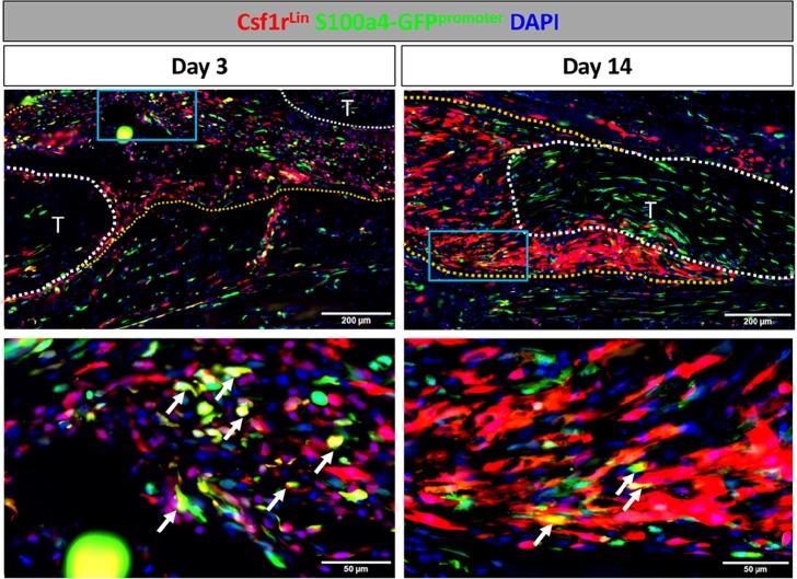 https://cdn.ncbi.nlm.nih.gov/pmc/blobs/e750/6546390/6fb6bc84f9d6/elife-45342-fig4-figsupp1.jpg