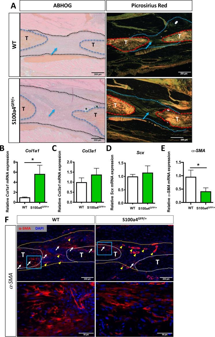 https://cdn.ncbi.nlm.nih.gov/pmc/blobs/e750/6546390/84eb35dcd56e/elife-45342-fig3.jpg