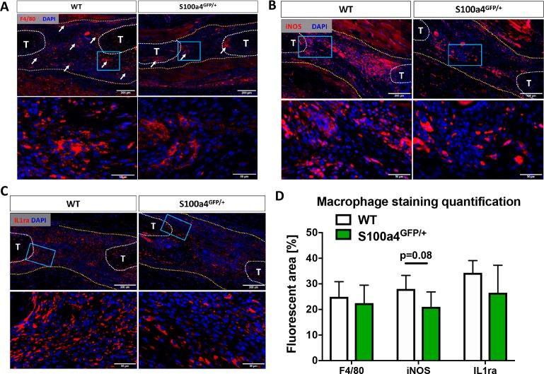 https://cdn.ncbi.nlm.nih.gov/pmc/blobs/e750/6546390/a0764faa4d7e/elife-45342-fig4.jpg