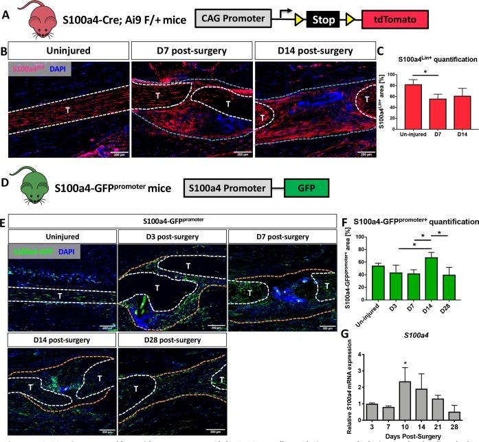 https://cdn.ncbi.nlm.nih.gov/pmc/blobs/e750/6546390/b882d301ba1f/elife-45342-fig1.jpg