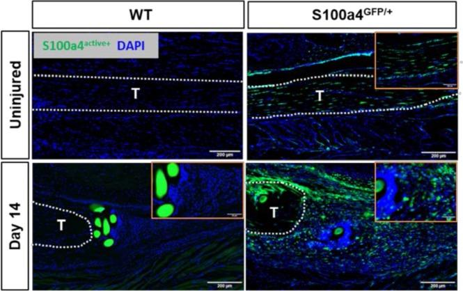 https://cdn.ncbi.nlm.nih.gov/pmc/blobs/e750/6546390/d1d082519158/elife-45342-fig2-figsupp2.jpg