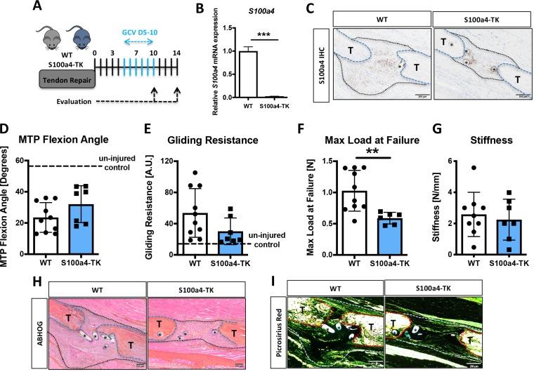 https://cdn.ncbi.nlm.nih.gov/pmc/blobs/e750/6546390/e554fc6eca09/elife-45342-fig6.jpg