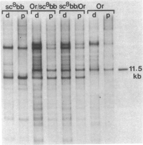 https://cdn.ncbi.nlm.nih.gov/pmc/blobs/e752/384051/de8a824f9780/pnas00640-0244-a.jpg