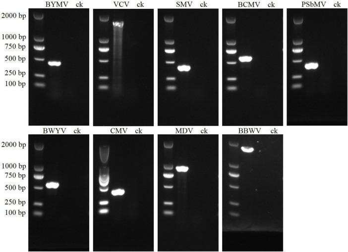 https://cdn.ncbi.nlm.nih.gov/pmc/blobs/e753/11219563/6124e999fce9/fmicb-15-1424699-g003.jpg