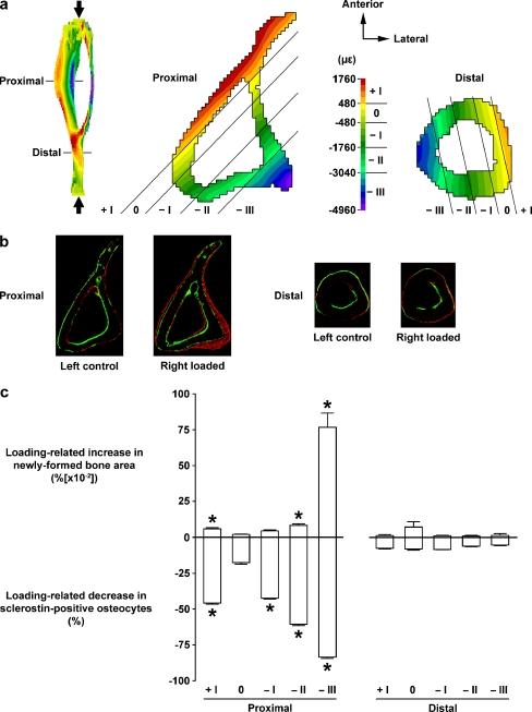 https://cdn.ncbi.nlm.nih.gov/pmc/blobs/e753/3304063/aad233eb494d/198_2011_1656_Fig1_HTML.jpg