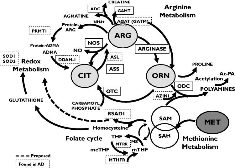 https://cdn.ncbi.nlm.nih.gov/pmc/blobs/e755/8207264/c75b1181f363/10.1177_17590914211019443-fig6.jpg