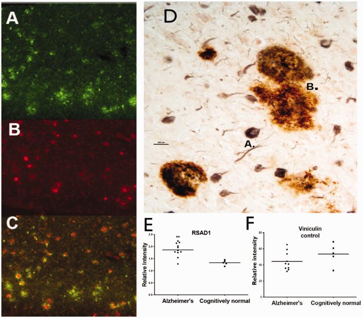 https://cdn.ncbi.nlm.nih.gov/pmc/blobs/e755/8207264/eae59fe8de27/10.1177_17590914211019443-fig5.jpg