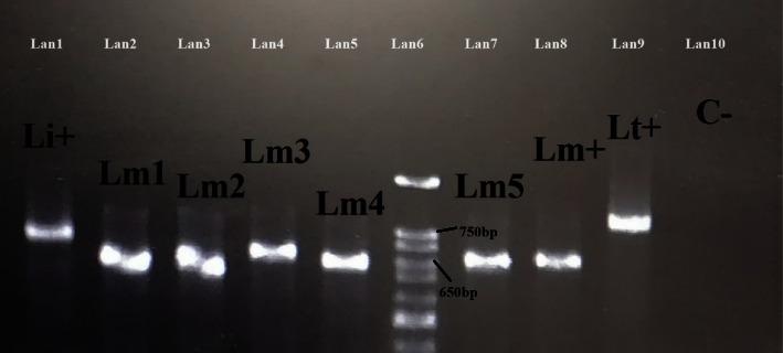 https://cdn.ncbi.nlm.nih.gov/pmc/blobs/e757/10940013/061d56623784/CJIDMM2024-4896873.004.jpg