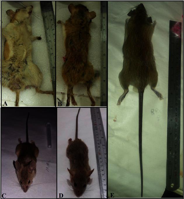 https://cdn.ncbi.nlm.nih.gov/pmc/blobs/e757/10940013/dc911a7506f2/CJIDMM2024-4896873.002.jpg