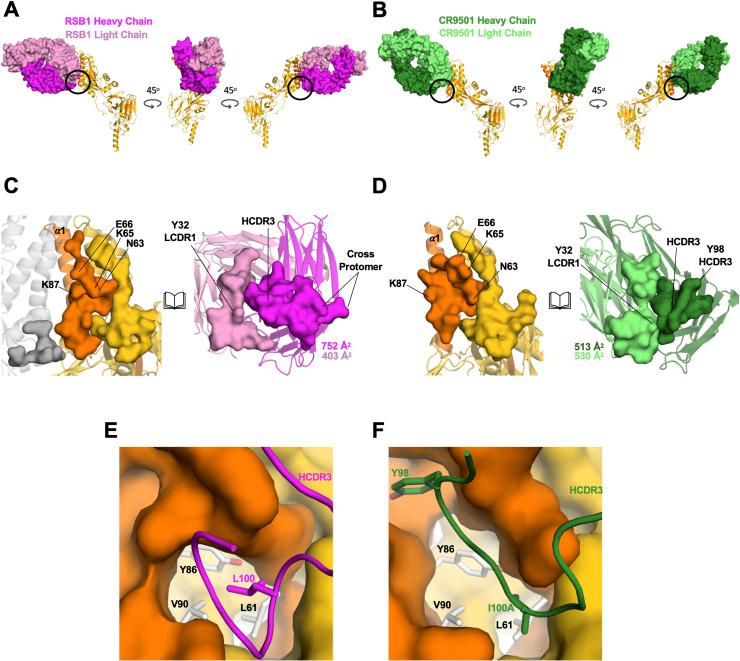 https://cdn.ncbi.nlm.nih.gov/pmc/blobs/e758/7660905/be3dc76efcea/ppat.1008943.g005.jpg