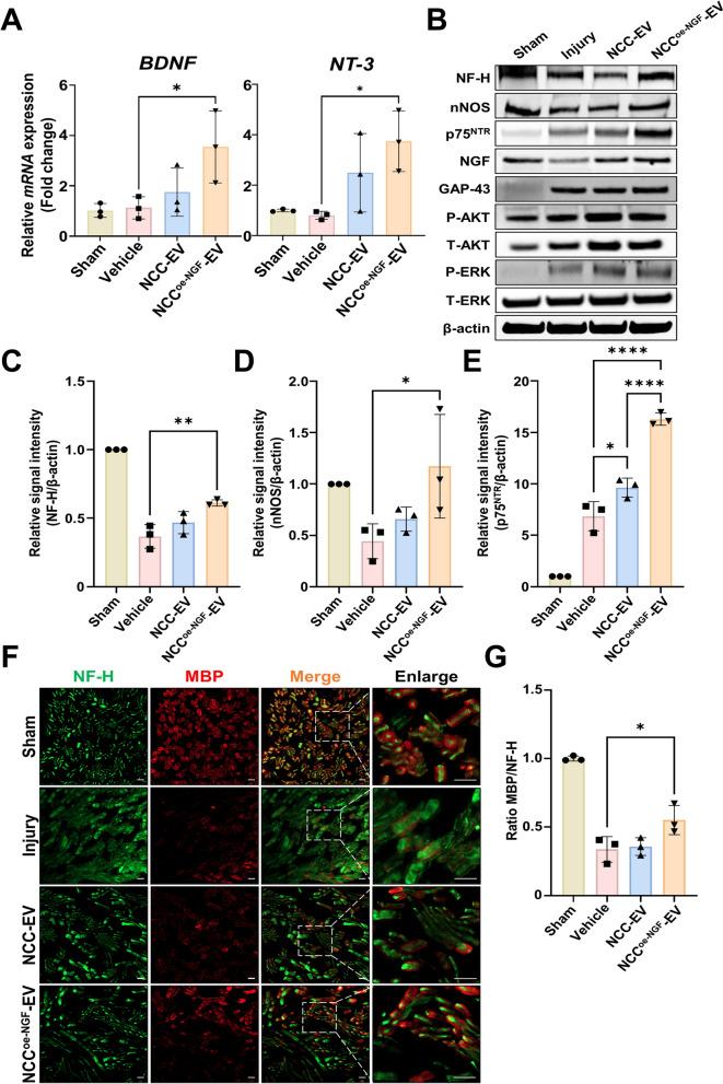 https://cdn.ncbi.nlm.nih.gov/pmc/blobs/e764/12107788/5acd268292af/40478_2025_2033_Fig9_HTML.jpg