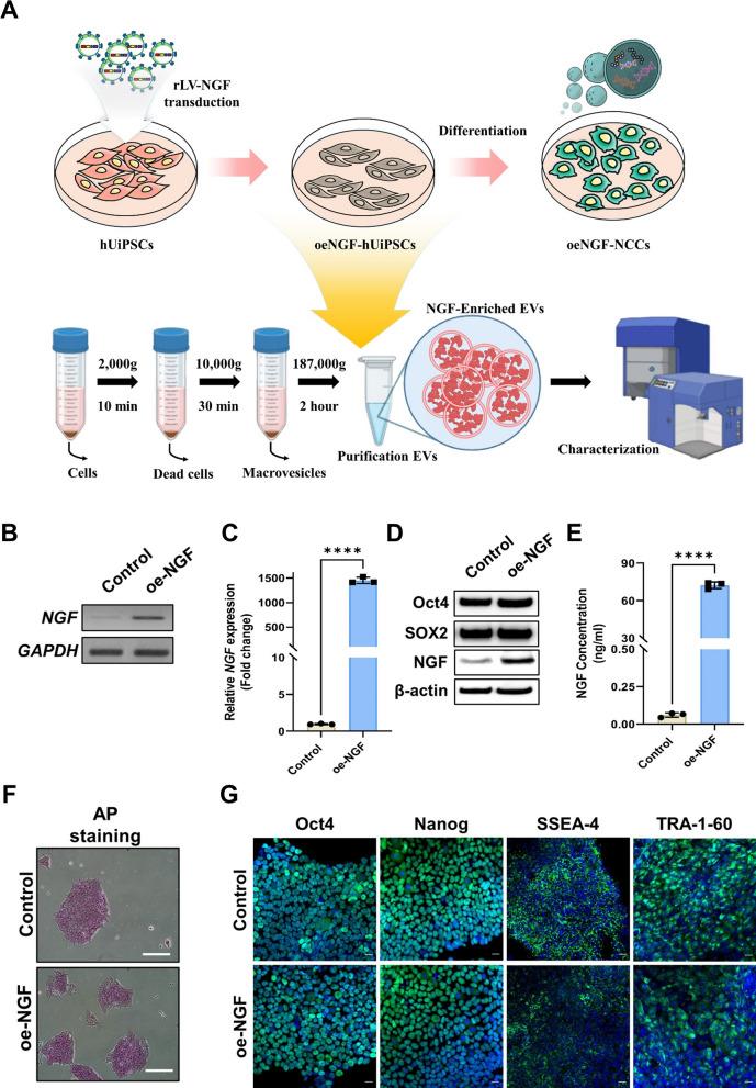 https://cdn.ncbi.nlm.nih.gov/pmc/blobs/e764/12107788/6c7d2ffe38dc/40478_2025_2033_Fig3_HTML.jpg