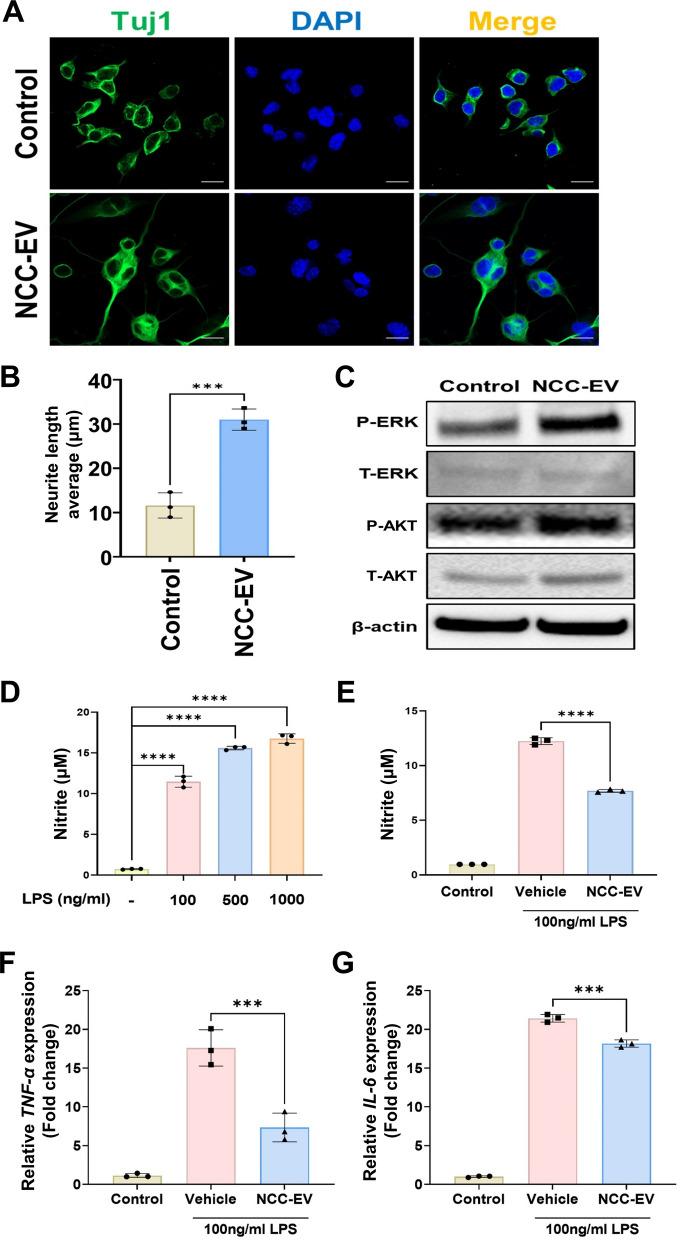 https://cdn.ncbi.nlm.nih.gov/pmc/blobs/e764/12107788/803204894bc1/40478_2025_2033_Fig2_HTML.jpg
