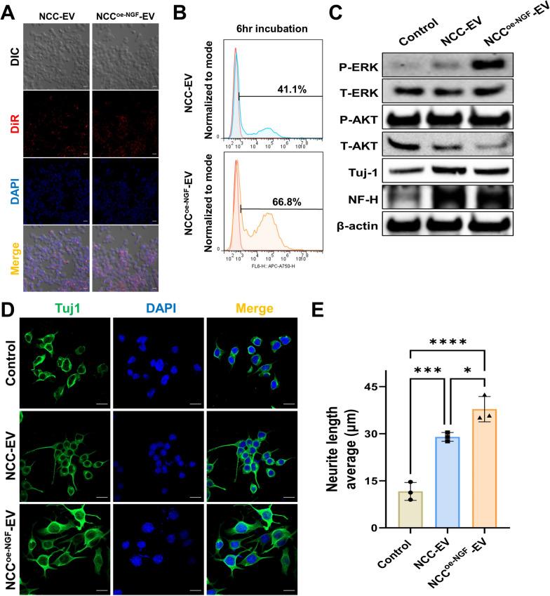 https://cdn.ncbi.nlm.nih.gov/pmc/blobs/e764/12107788/e8a055dd326a/40478_2025_2033_Fig6_HTML.jpg