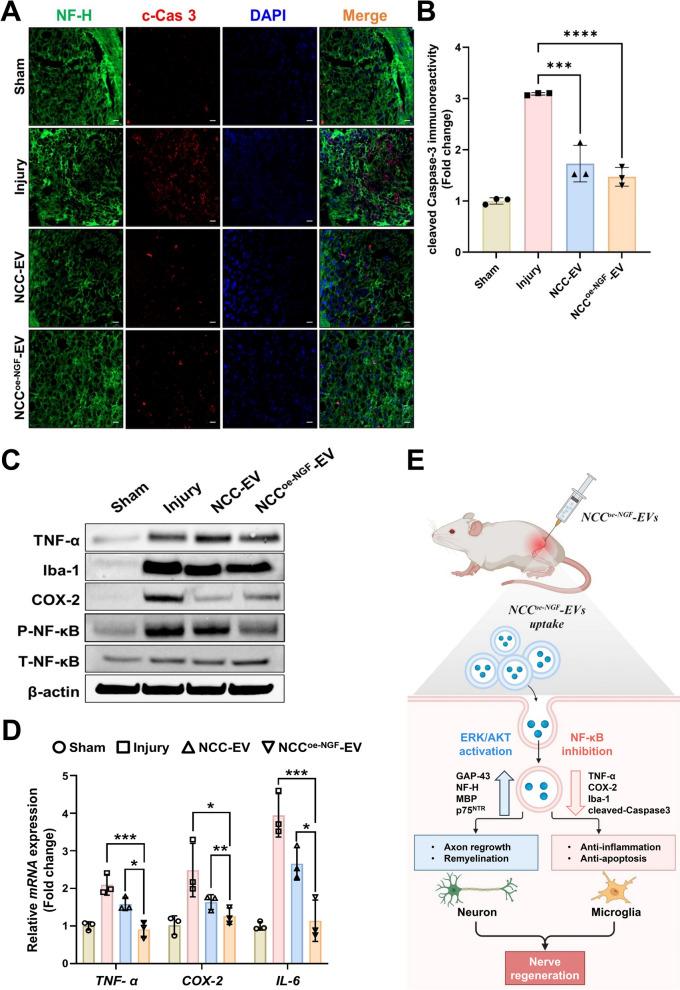 https://cdn.ncbi.nlm.nih.gov/pmc/blobs/e764/12107788/ef0560e7936f/40478_2025_2033_Fig10_HTML.jpg