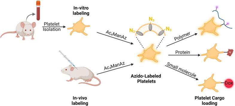 https://cdn.ncbi.nlm.nih.gov/pmc/blobs/e765/11999579/68d11834bb7f/ga1.jpg