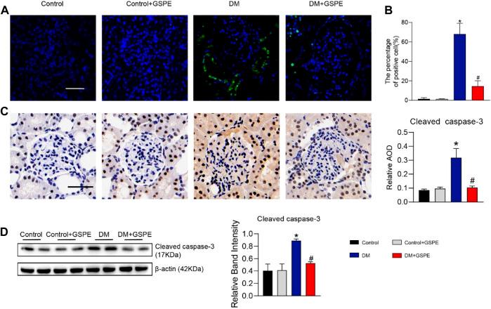 https://cdn.ncbi.nlm.nih.gov/pmc/blobs/e766/9853208/5b9bbf006fce/fphar-13-1035755-g004.jpg