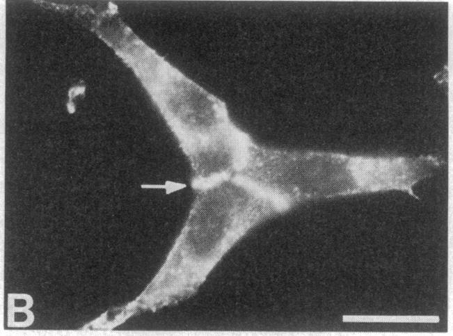 https://cdn.ncbi.nlm.nih.gov/pmc/blobs/e767/391252/793bfb820d35/pnas00359-0220-b.jpg