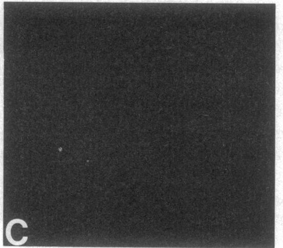 https://cdn.ncbi.nlm.nih.gov/pmc/blobs/e767/391252/dfa8f8e0a76c/pnas00359-0220-c.jpg