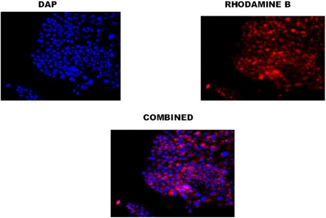 https://cdn.ncbi.nlm.nih.gov/pmc/blobs/e769/9945229/5096b915af73/fchem-11-1044953-g007.jpg