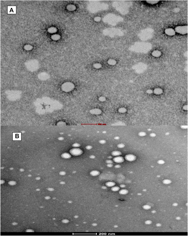 https://cdn.ncbi.nlm.nih.gov/pmc/blobs/e769/9945229/5578cbd1eafc/fchem-11-1044953-g003.jpg