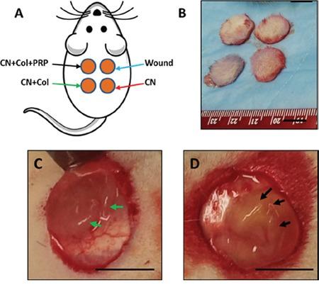 https://cdn.ncbi.nlm.nih.gov/pmc/blobs/e76a/5421924/0e2e7fe4976c/oncotarget-08-25226-g003.jpg