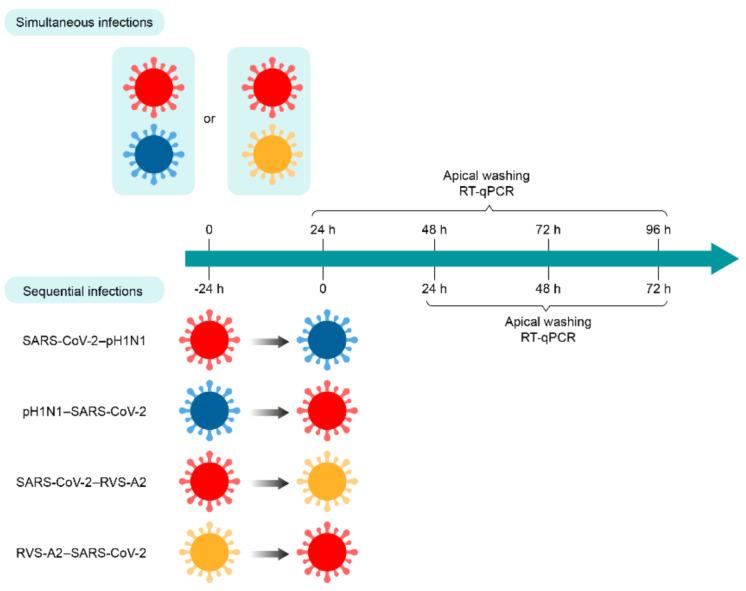 https://cdn.ncbi.nlm.nih.gov/pmc/blobs/e77c/8879759/b28a325c3634/viruses-14-00395-g001.jpg