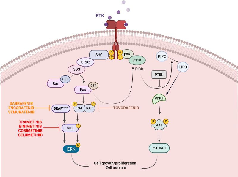 https://cdn.ncbi.nlm.nih.gov/pmc/blobs/e77c/9868954/dd6b8135df76/fonc-12-1074726-g001.jpg