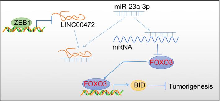 https://cdn.ncbi.nlm.nih.gov/pmc/blobs/e783/8419165/4e5c3a53a51c/JCMM-25-8312-g002.jpg