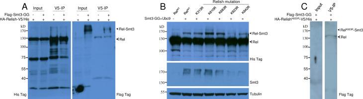 https://cdn.ncbi.nlm.nih.gov/pmc/blobs/e784/8376203/d11848df8711/pgen.1009718.g004.jpg