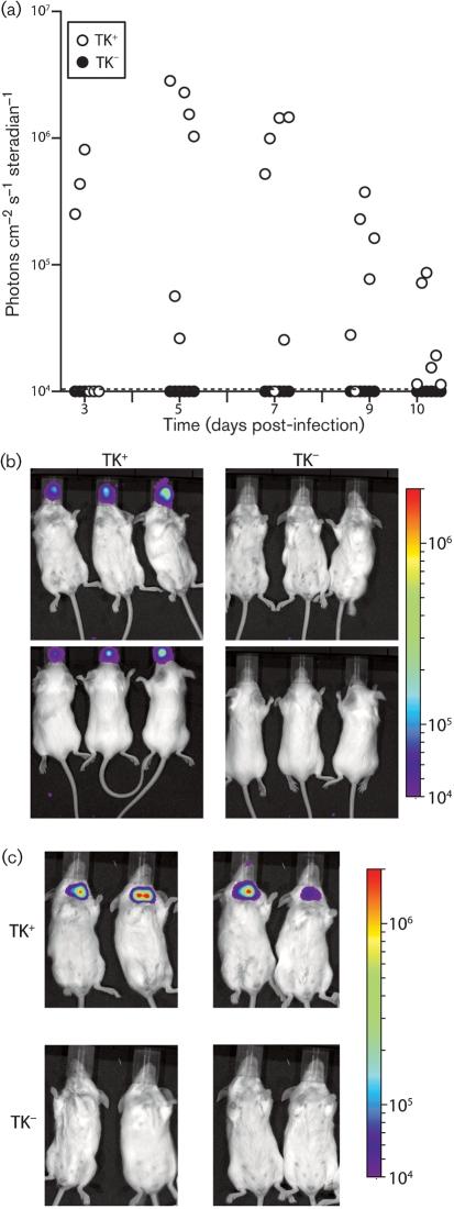 https://cdn.ncbi.nlm.nih.gov/pmc/blobs/e786/2885060/26dfde7a0092/1461fig2.jpg