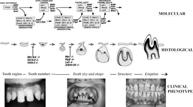 https://cdn.ncbi.nlm.nih.gov/pmc/blobs/e786/2981858/fc691cc2032f/gr1.jpg