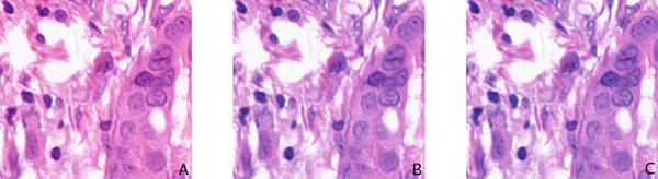 https://cdn.ncbi.nlm.nih.gov/pmc/blobs/e787/1924513/009b34b12de6/1471-2121-8-S1-S8-9.jpg