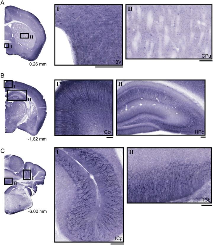https://cdn.ncbi.nlm.nih.gov/pmc/blobs/e787/5671512/a7f44d44c07a/fnmol-10-00351-g004.jpg