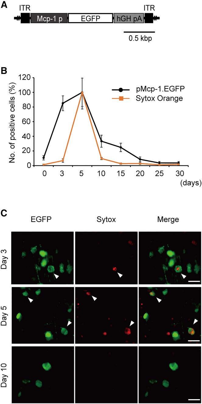 https://cdn.ncbi.nlm.nih.gov/pmc/blobs/e789/5415330/ffb76f50b092/gr1.jpg