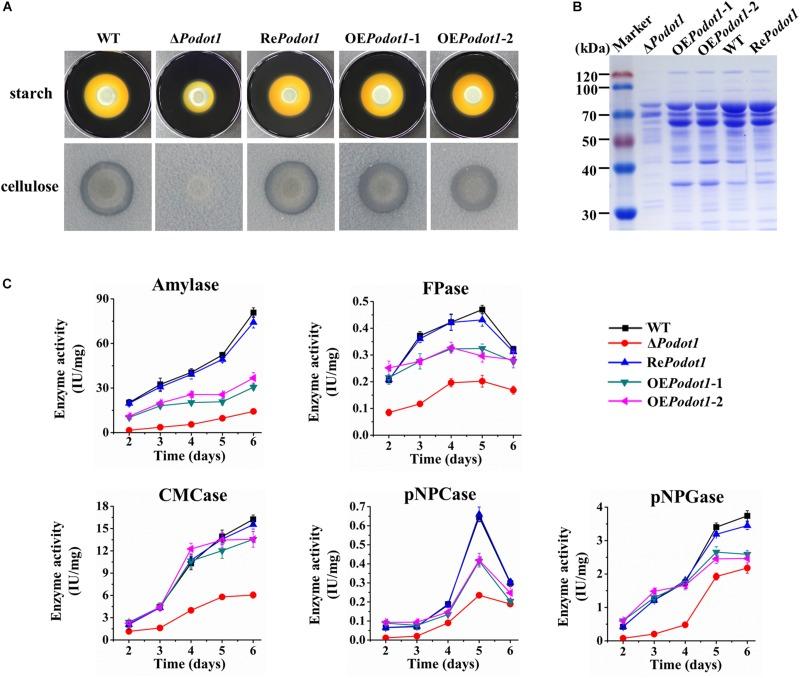 https://cdn.ncbi.nlm.nih.gov/pmc/blobs/e789/6853848/20bfdc2ff490/fmicb-10-02566-g006.jpg