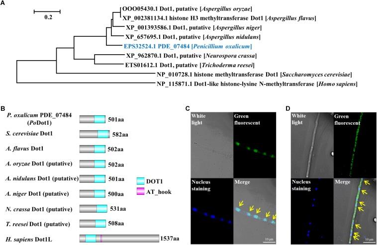 https://cdn.ncbi.nlm.nih.gov/pmc/blobs/e789/6853848/64017432d3f4/fmicb-10-02566-g001.jpg
