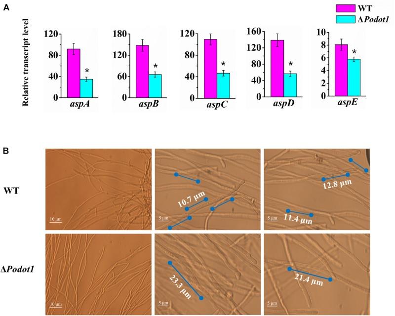 https://cdn.ncbi.nlm.nih.gov/pmc/blobs/e789/6853848/b0d7017b831d/fmicb-10-02566-g004.jpg