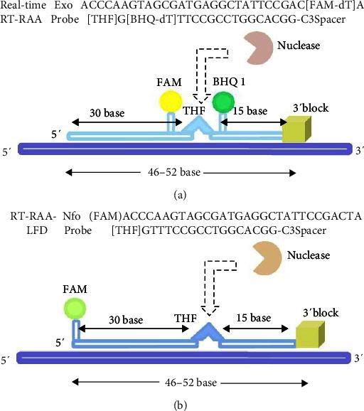 https://cdn.ncbi.nlm.nih.gov/pmc/blobs/e78c/12017248/175c5ca522a0/TBED2024-7108960.002.jpg