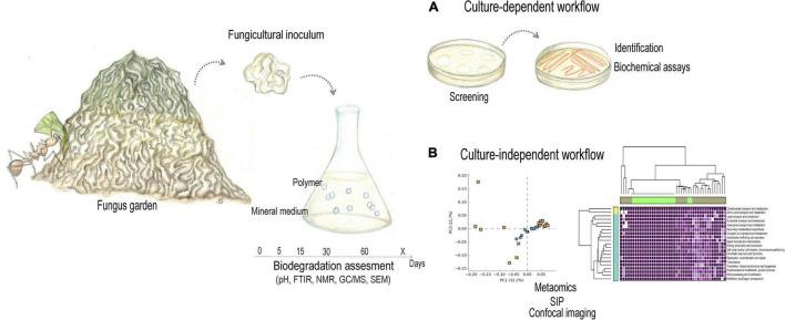 https://cdn.ncbi.nlm.nih.gov/pmc/blobs/e78c/9171207/35b40acbe195/fmicb-13-812143-g003.jpg