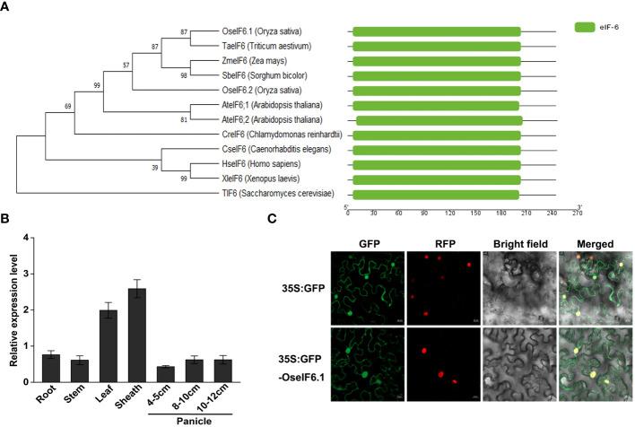 https://cdn.ncbi.nlm.nih.gov/pmc/blobs/e78d/10991840/6deabcec95bf/fpls-15-1366986-g001.jpg