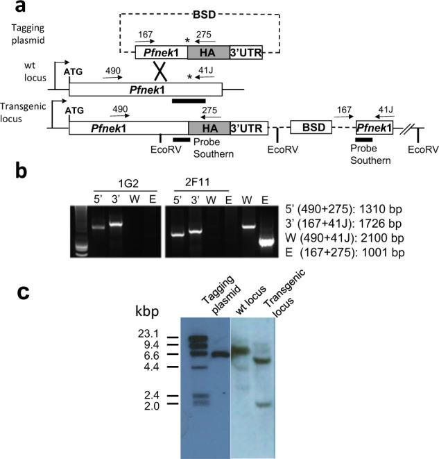 https://cdn.ncbi.nlm.nih.gov/pmc/blobs/e78d/7679417/fb89275db5a2/42003_2020_1424_Fig6_HTML.jpg